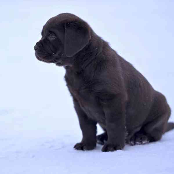 Čistokrevný labrador - foto 2