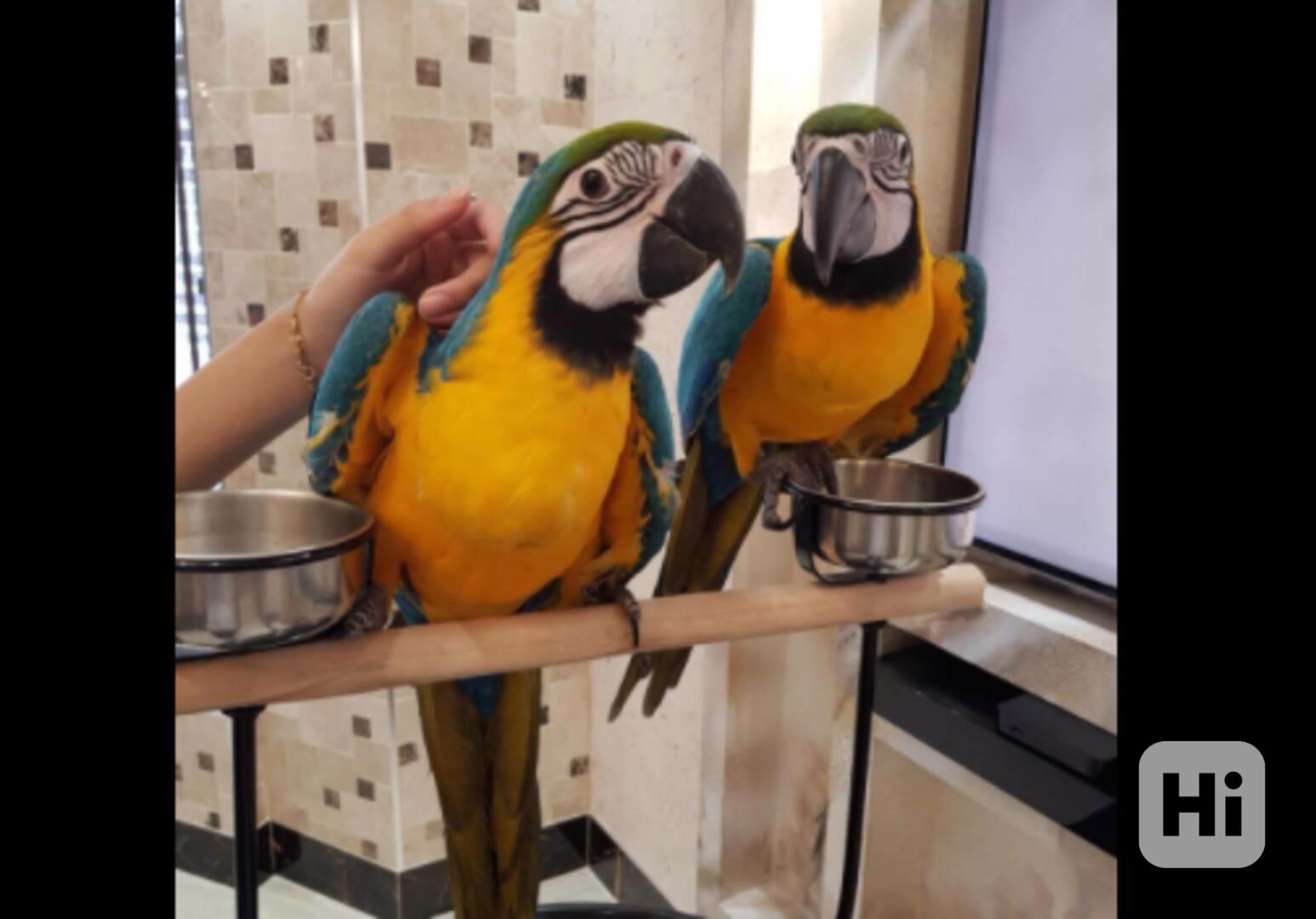 Krásný pár papoušků arů k adopci - foto 1