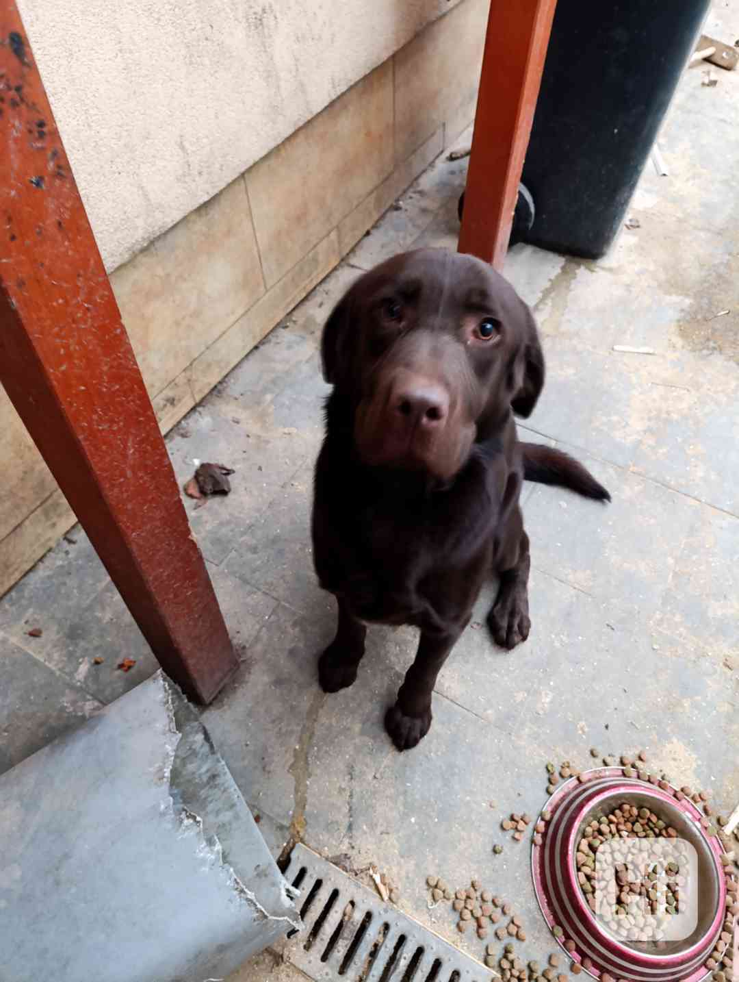 Labrador čokoládový  - foto 1