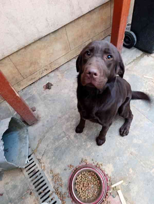 Labrador čokoládový  - foto 4