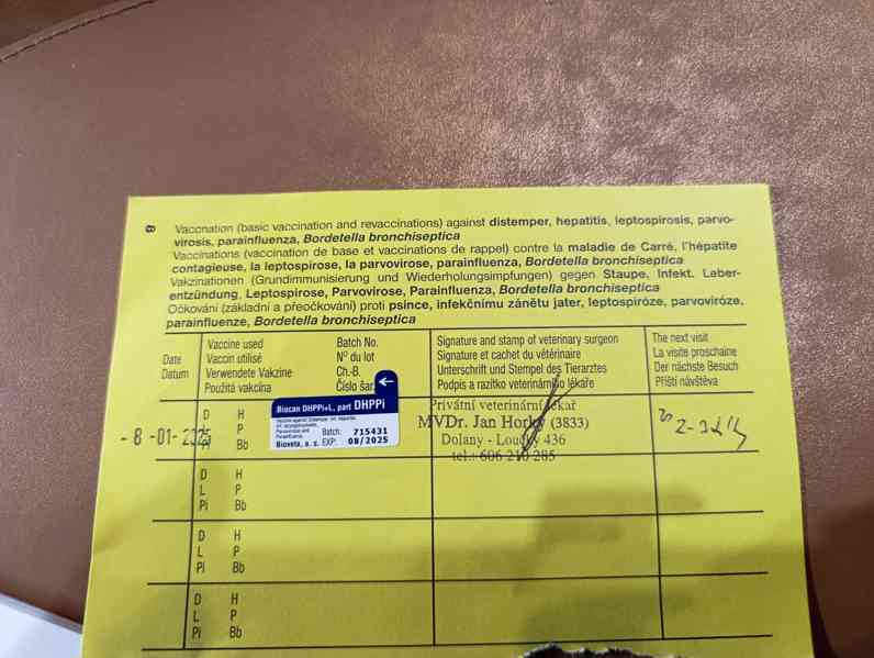 Labrador čokoládový  - foto 8