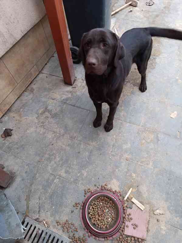 Labrador čokoládový  - foto 2
