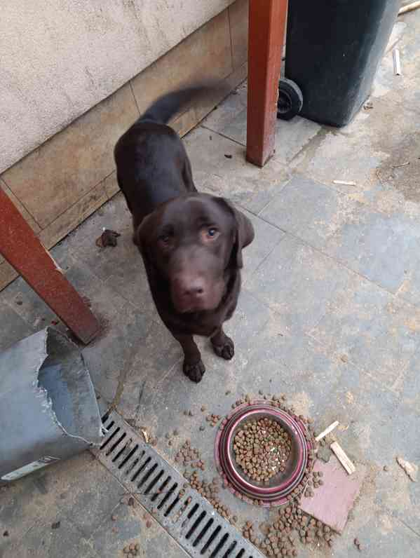 Labrador čokoládový  - foto 5