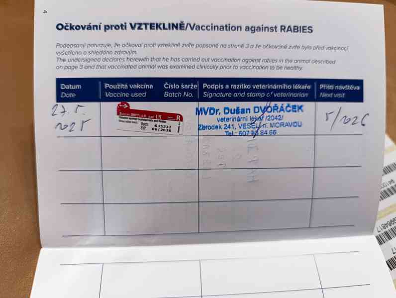 Labrador čokoládový  - foto 6