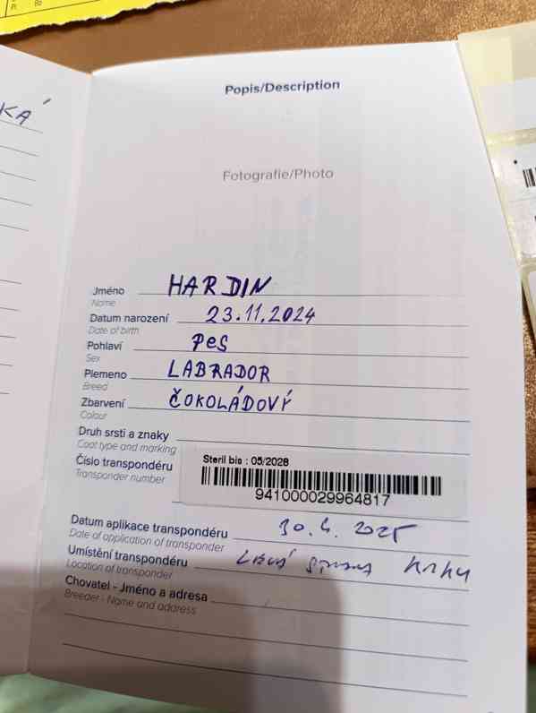 Labrador čokoládový  - foto 7