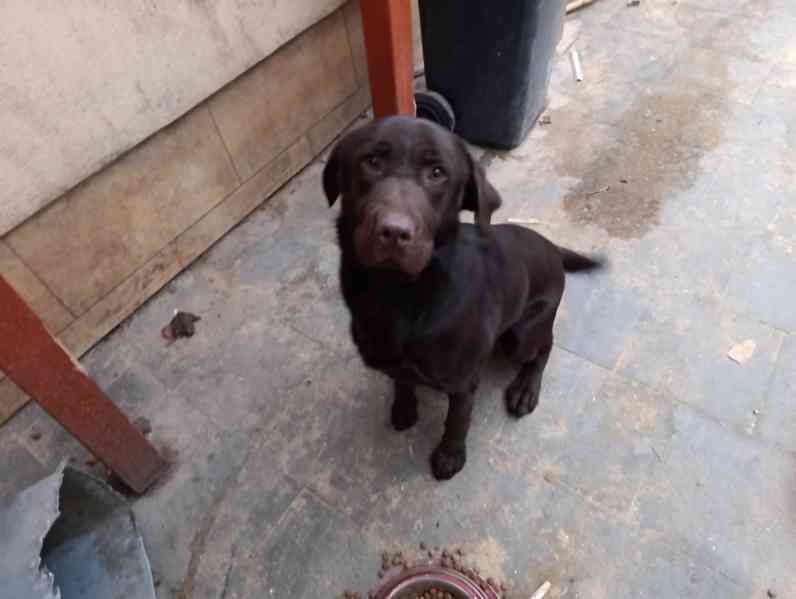 Labrador čokoládový  - foto 3