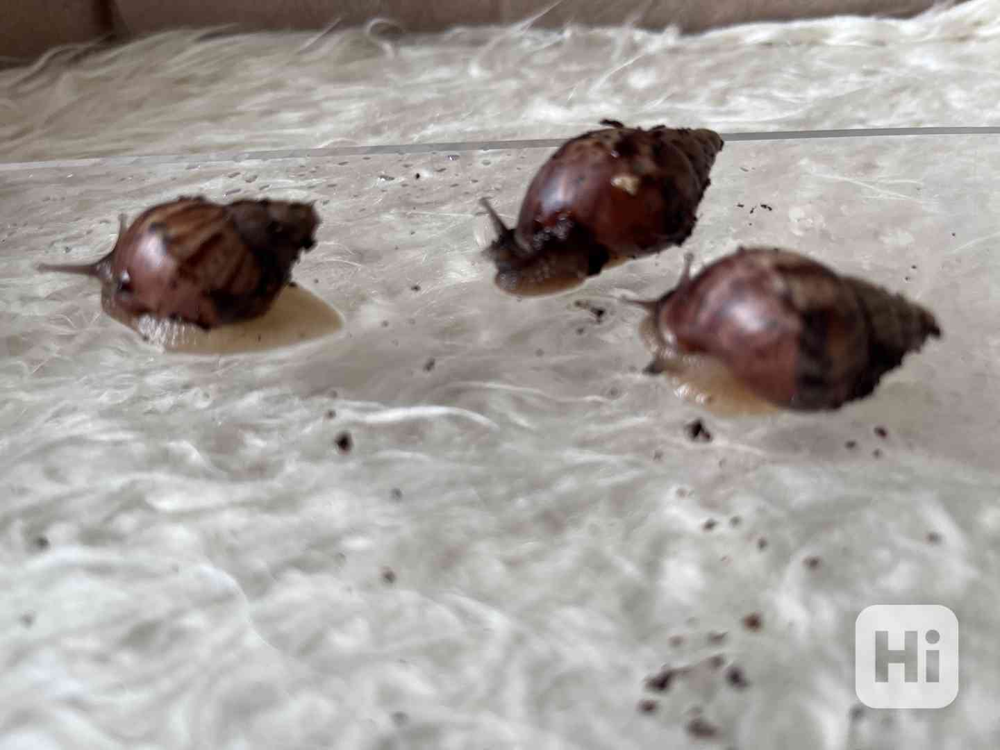 Šnečci Lissachatina Fulica-poslední 3 ks - foto 1