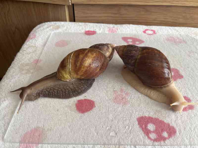 Šnečci Lissachatina Fulica-poslední 3 ks - foto 2