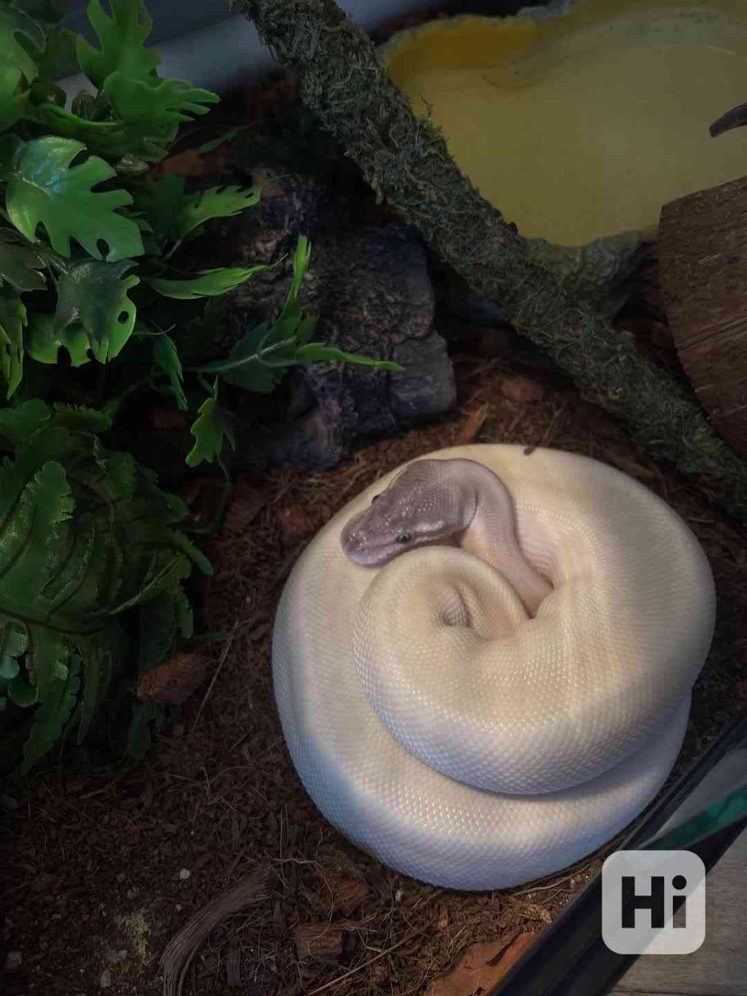 Super Mojave Ball Python - foto 1