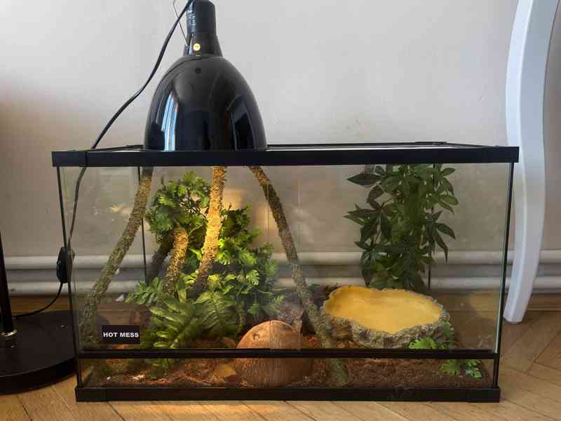 Super Mojave Ball Python - foto 7