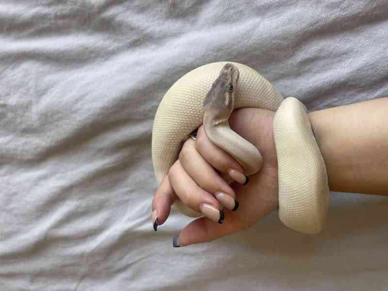 Super Mojave Ball Python - foto 6