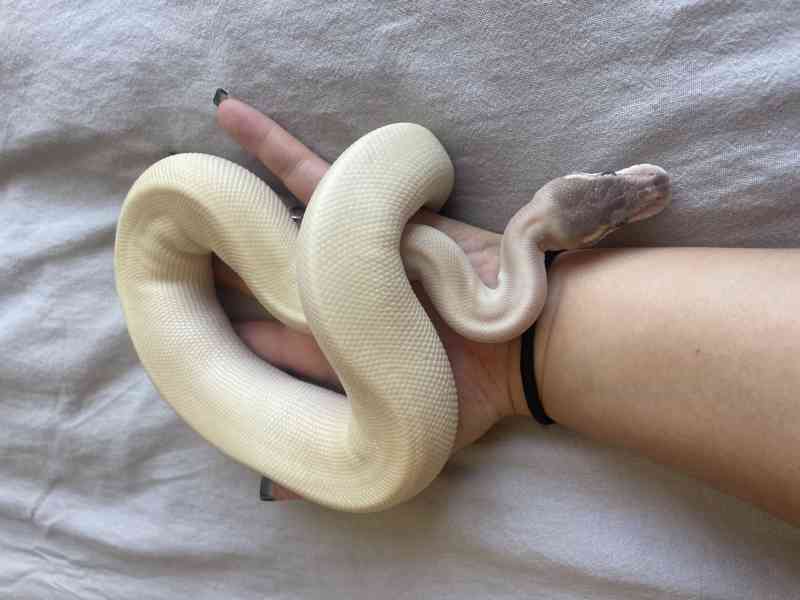 Super Mojave Ball Python - foto 2
