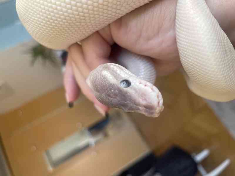 Super Mojave Ball Python - foto 3