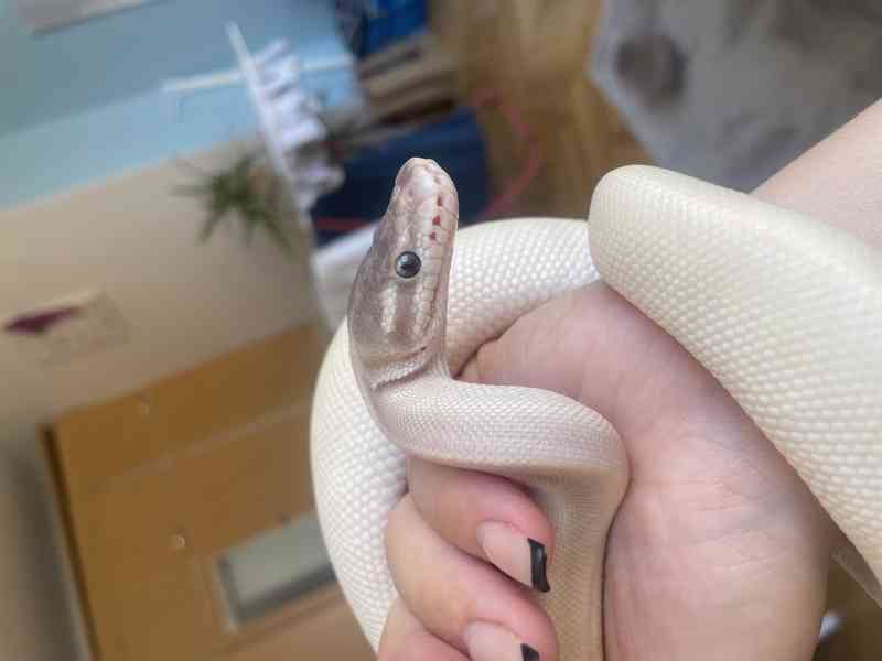 Super Mojave Ball Python - foto 4