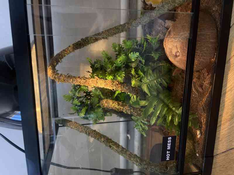 Super Mojave Ball Python - foto 8