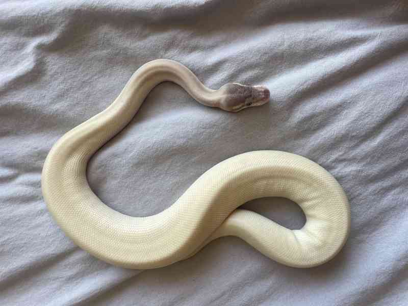 Super Mojave Ball Python - foto 5