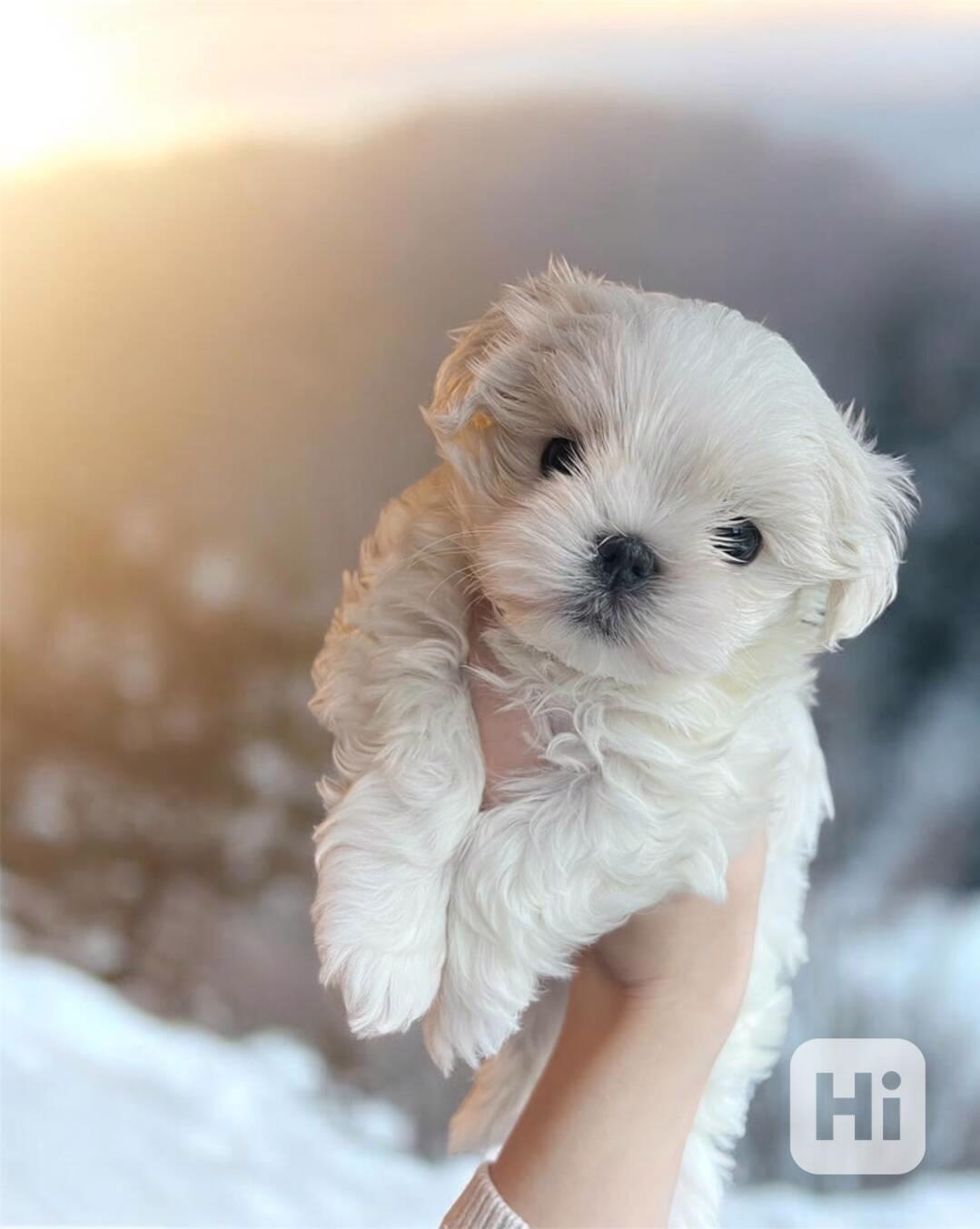 ✨Štěňata korejského maltézského psíka ✨ - foto 1