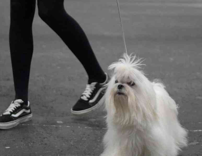 ✨Štěňata korejského maltézského psíka ✨ - foto 3