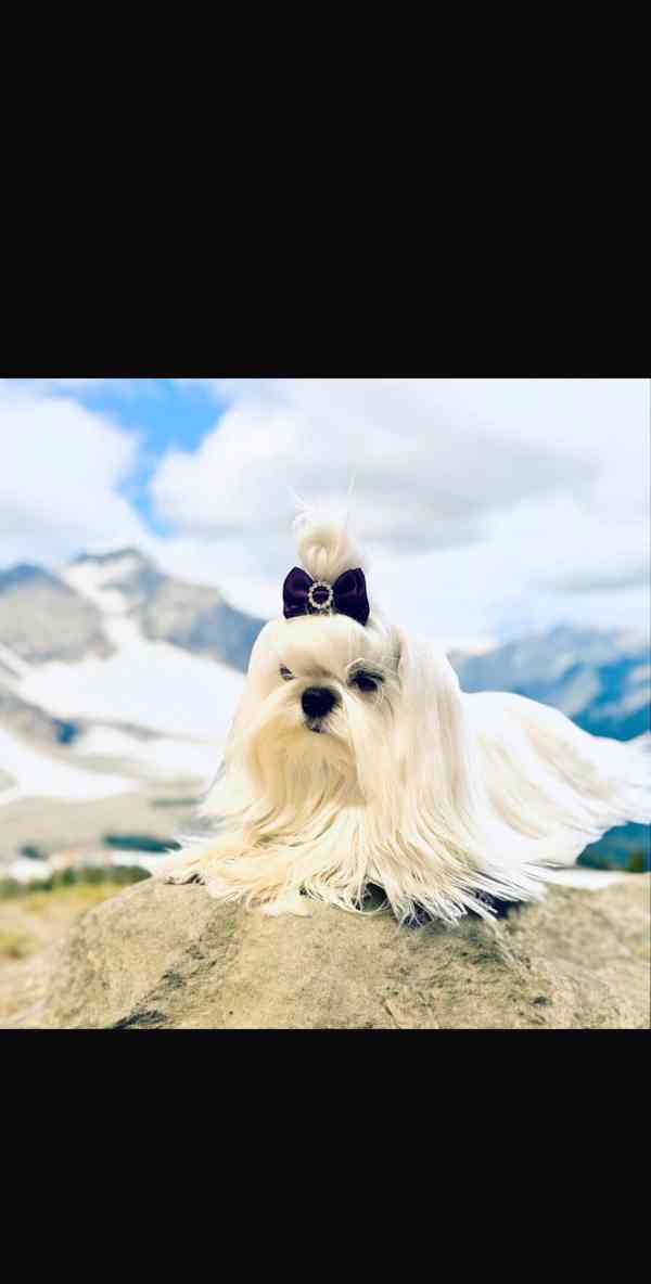 ✨Štěňata korejského maltézského psíka ✨ - foto 2