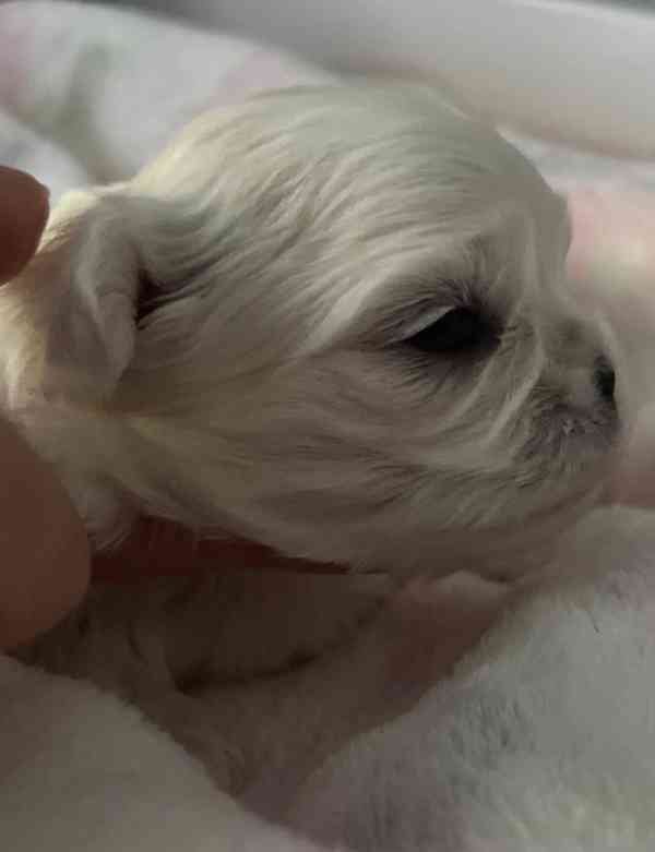 ✨Štěňata korejského maltézského psíka ✨ - foto 4