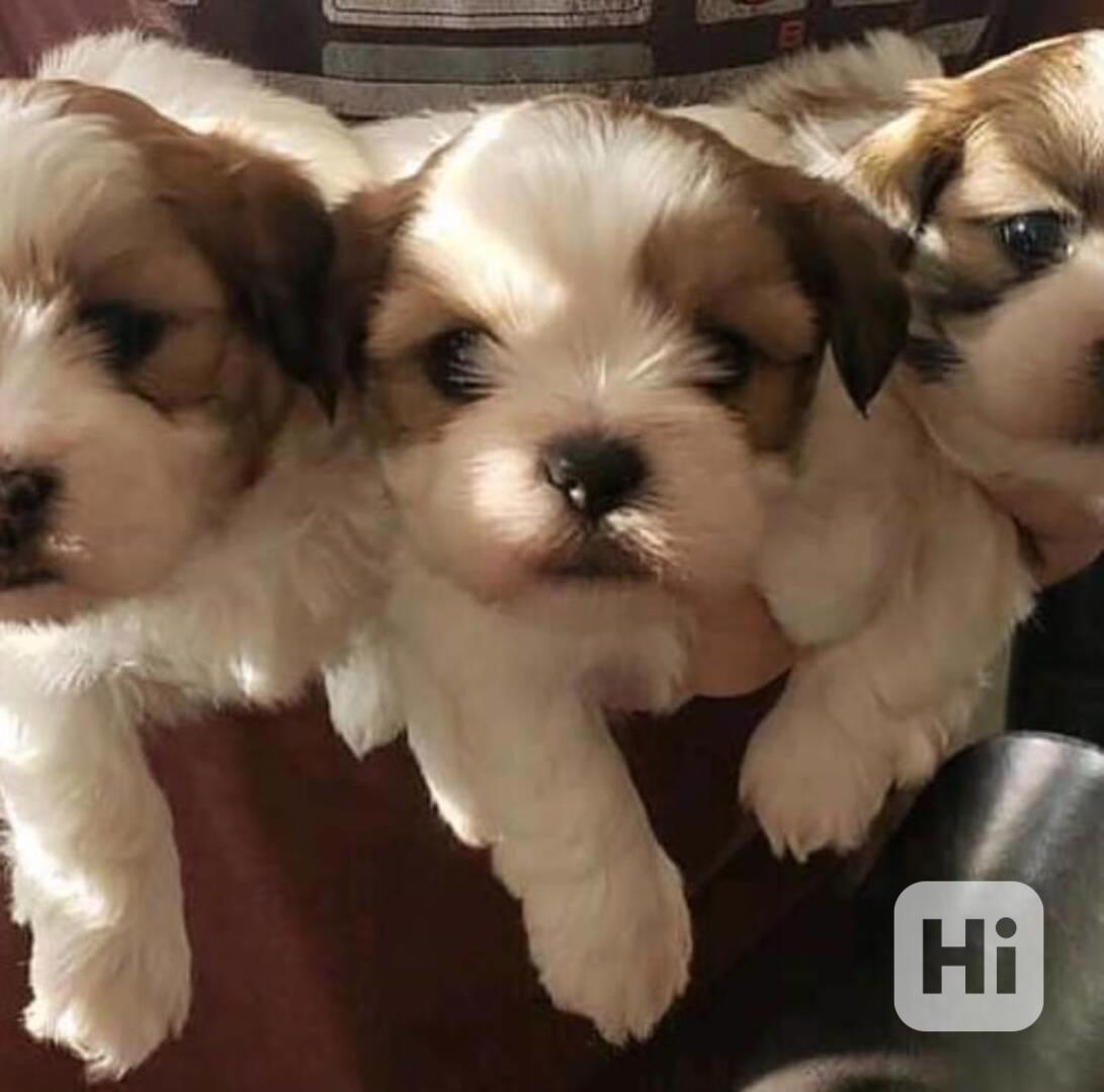 Štěňátka Shih-tzu s PP(shi-tzu, shihtzu) - foto 1