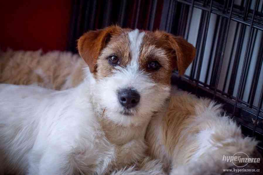 JRT - Jack Russell terrier s PP - pejsek - foto 7