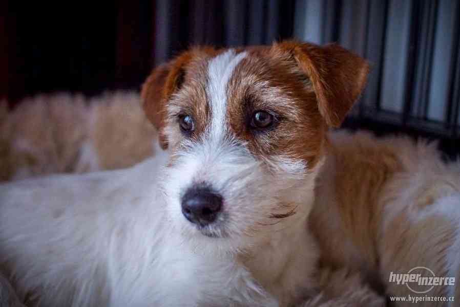 JRT - Jack Russell terrier s PP - pejsek - foto 8