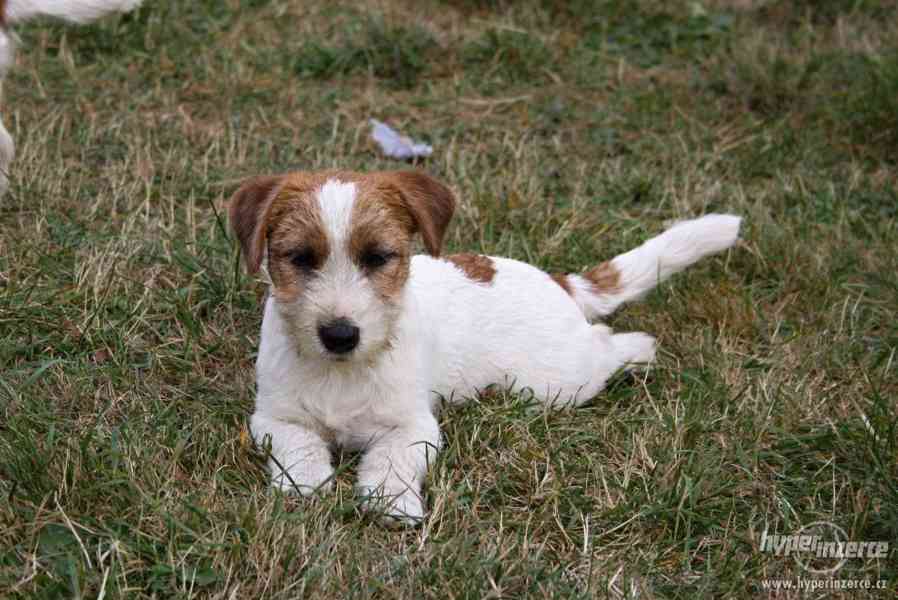 JRT - Jack Russell terrier s PP - pejsek - foto 10