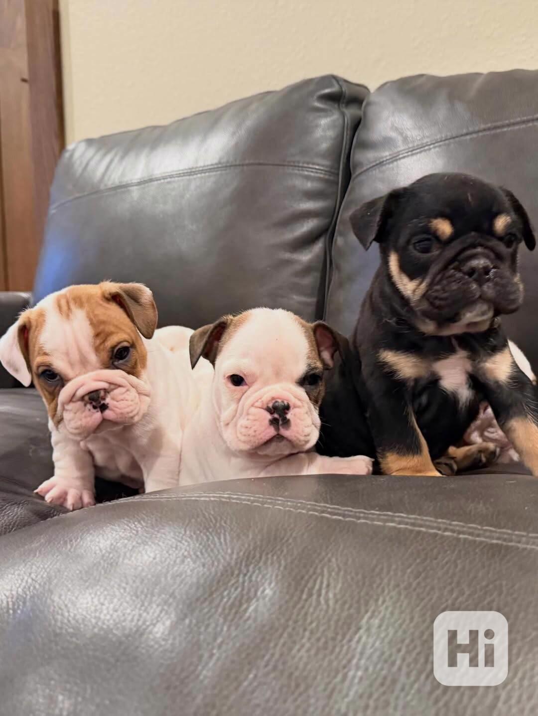 Veterinární kontrola, štěňata anglického buldoka na prodej - foto 1