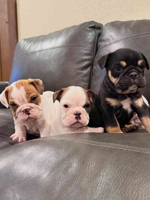Veterinární kontrola, štěňata anglického buldoka na prodej - foto 1
