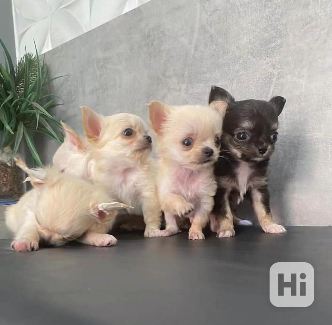 Čivava štěňátko s PP  - foto 1