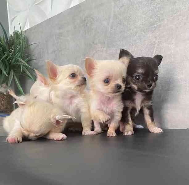 Čivava štěňátko s PP  - foto 1