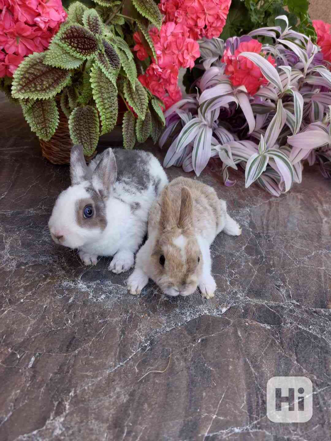 Zakrslý králík rex - foto 1