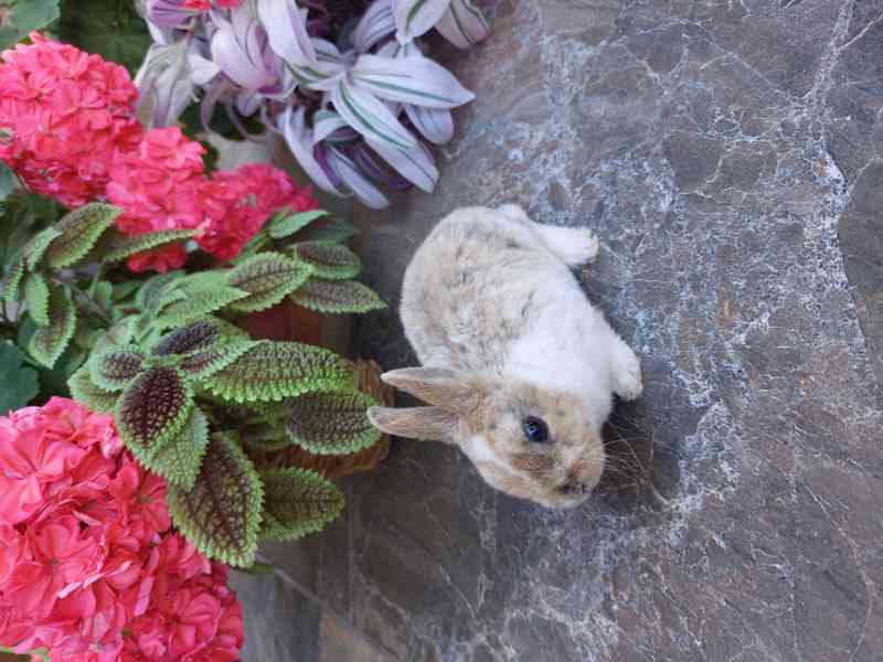 Zakrslý králík rex - foto 9