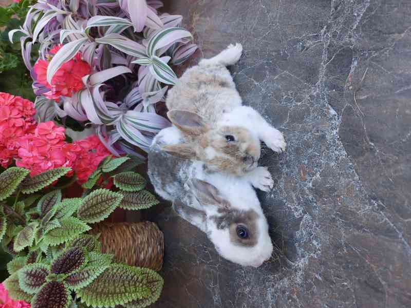 Zakrslý králík rex - foto 2