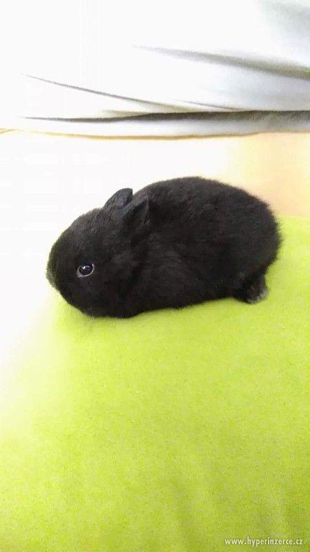 Zakrslý králík (černý) - foto 2