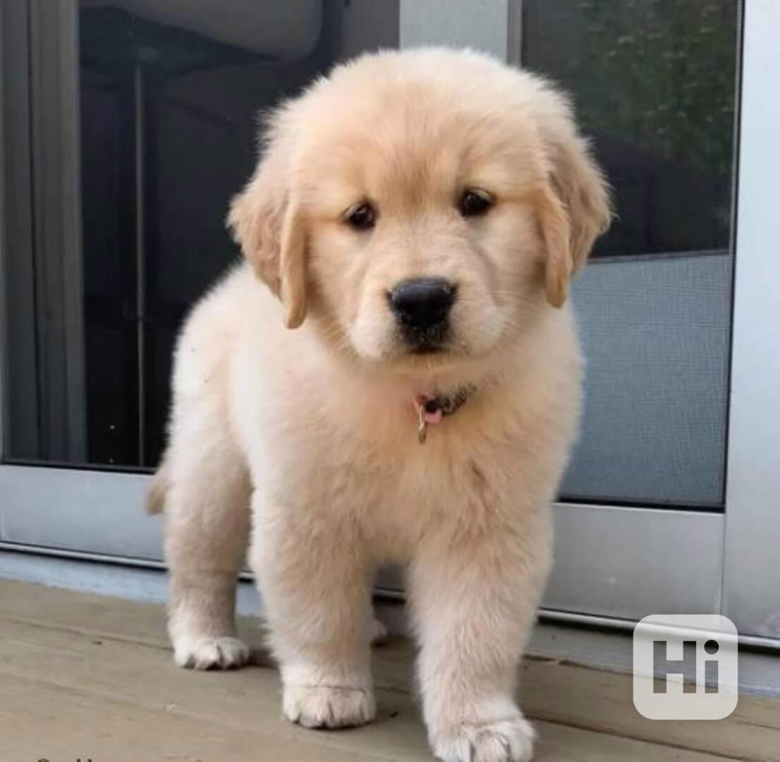 štěně zlatého retrívra - foto 1