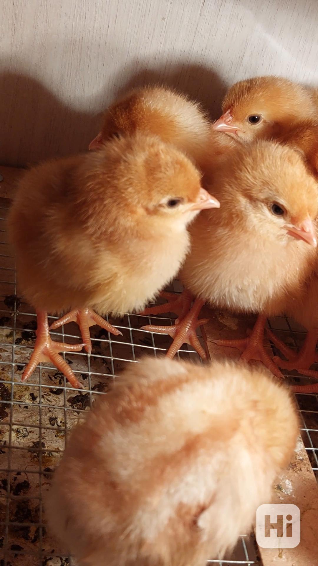 Kuřátka Dominant - slepičky - foto 1