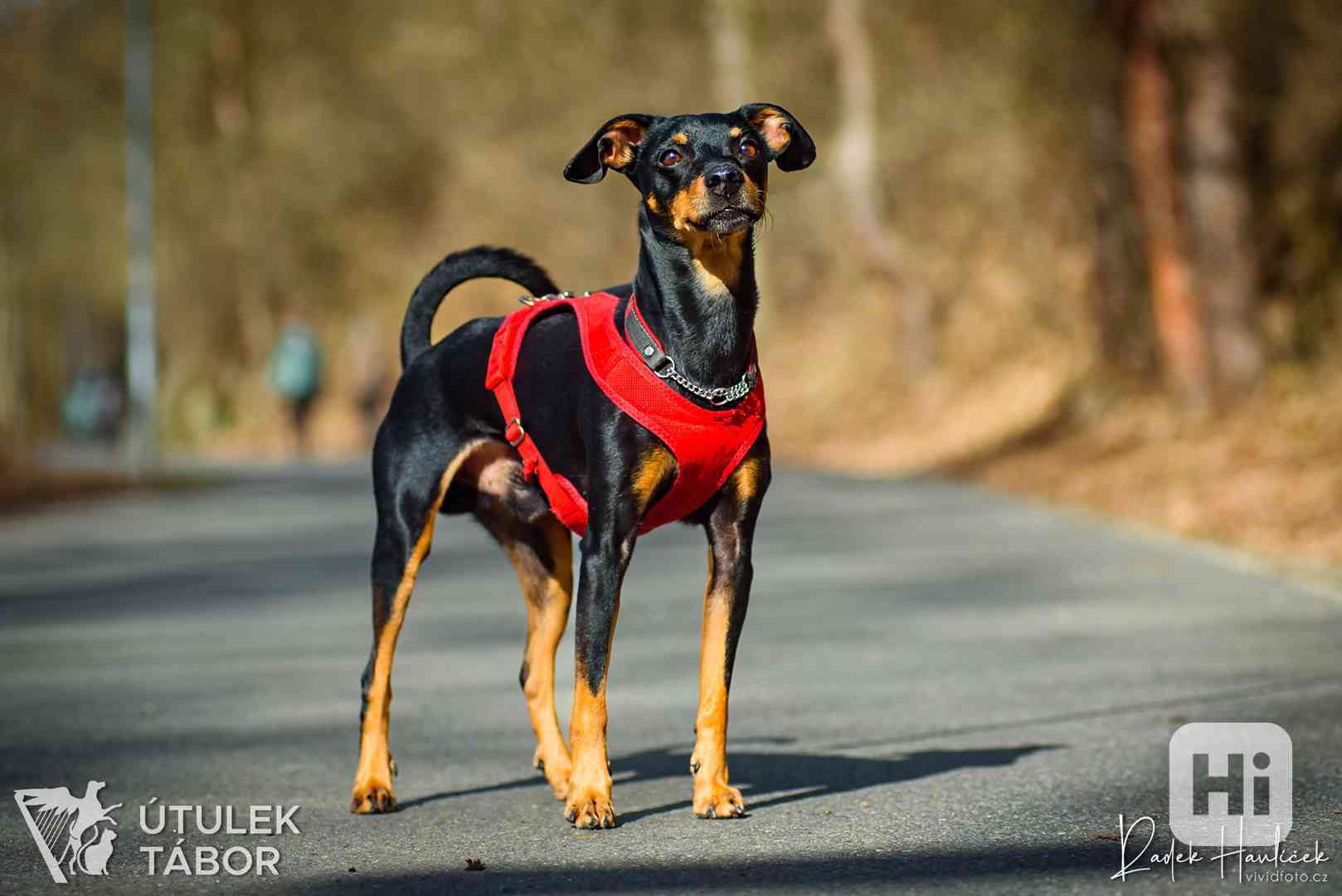 Buráček k adopci  - foto 1