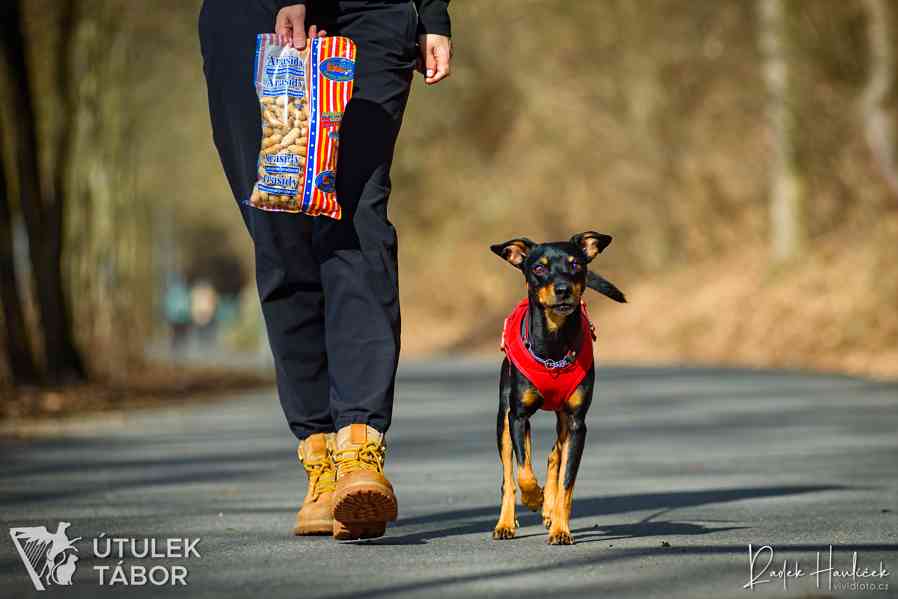 Buráček k adopci  - foto 2