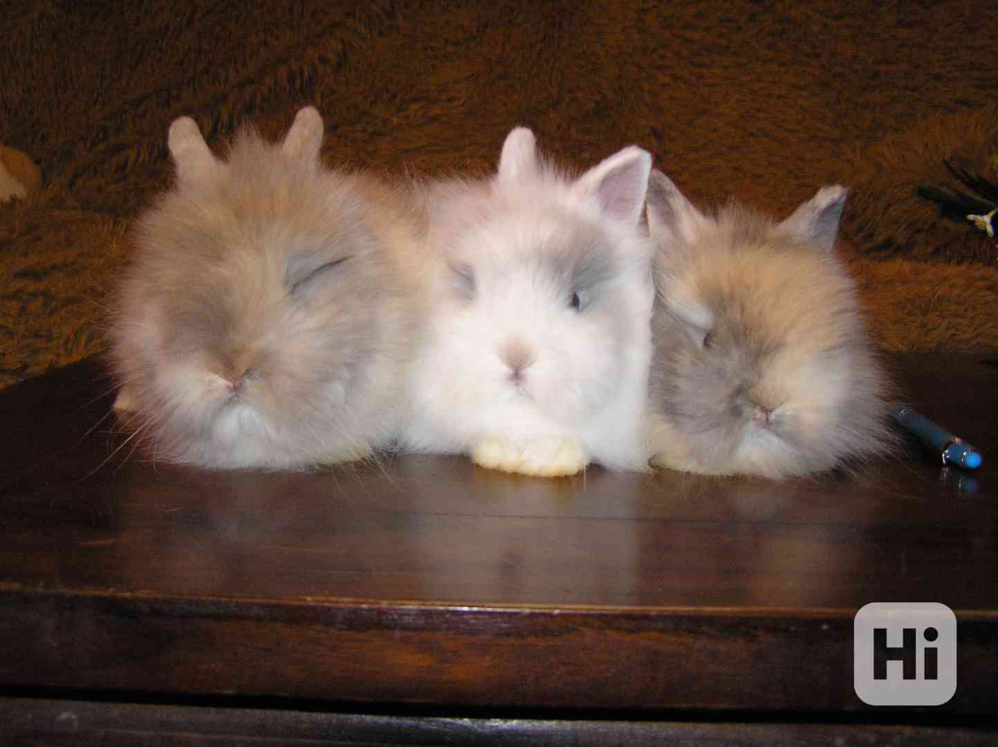 Teddy králíčci mláďata - foto 1