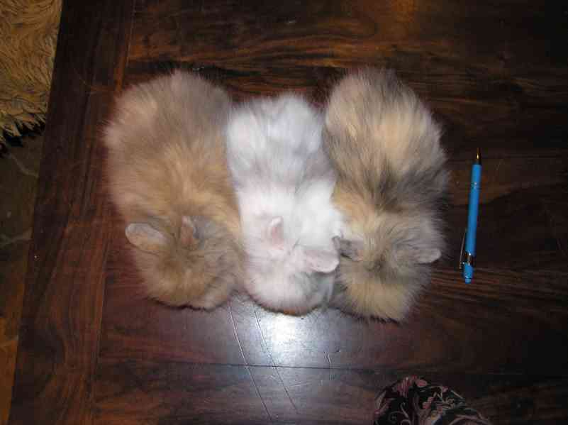 Teddy králíčci mláďata - foto 12