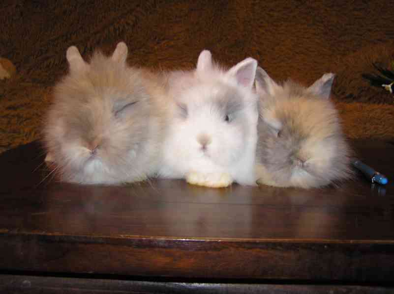 Teddy králíčci mláďata - foto 11