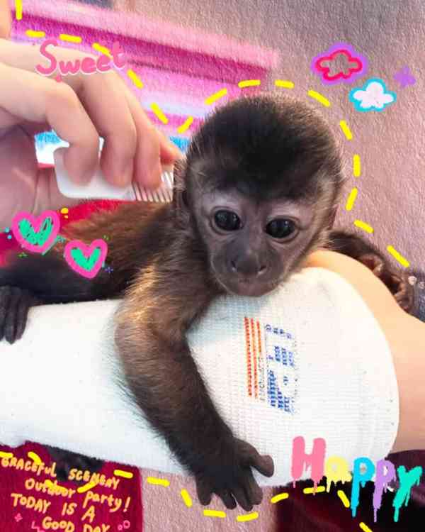 Přátelské kapucínské opice k adopci - foto 2