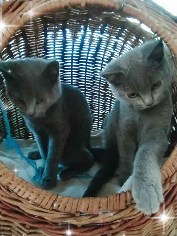 Britská modrá koťata - foto 2