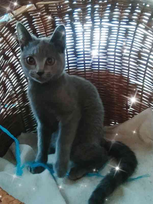 Britská modrá koťata - foto 3