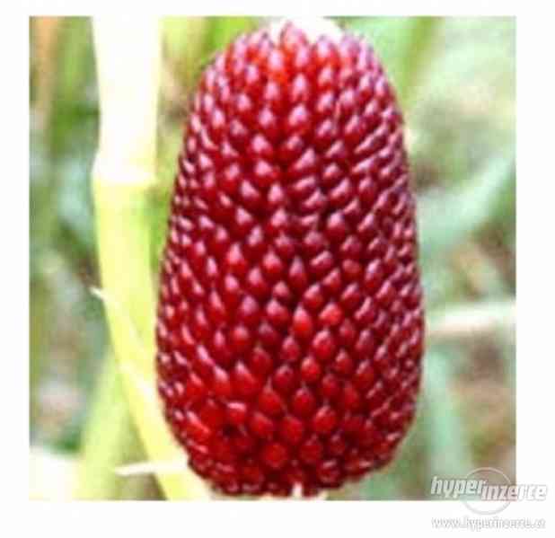 Kukuřice jahodová - semena 10 ks - foto 2