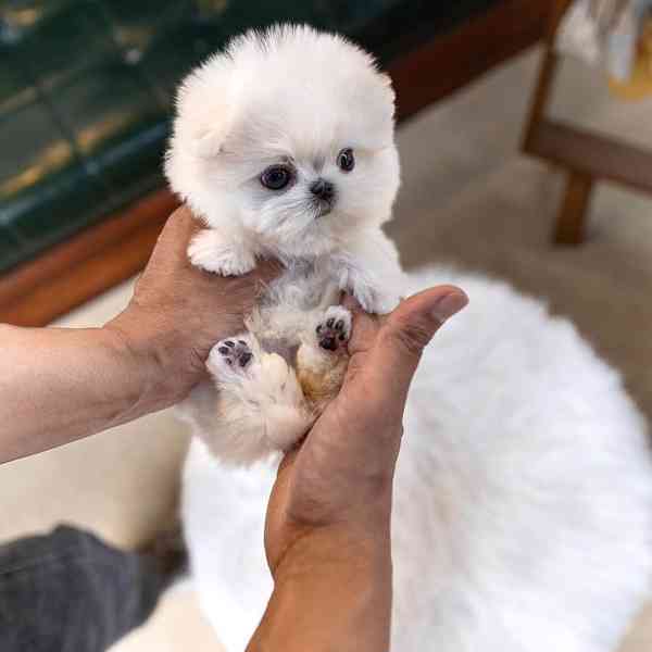 Maltese puppy 