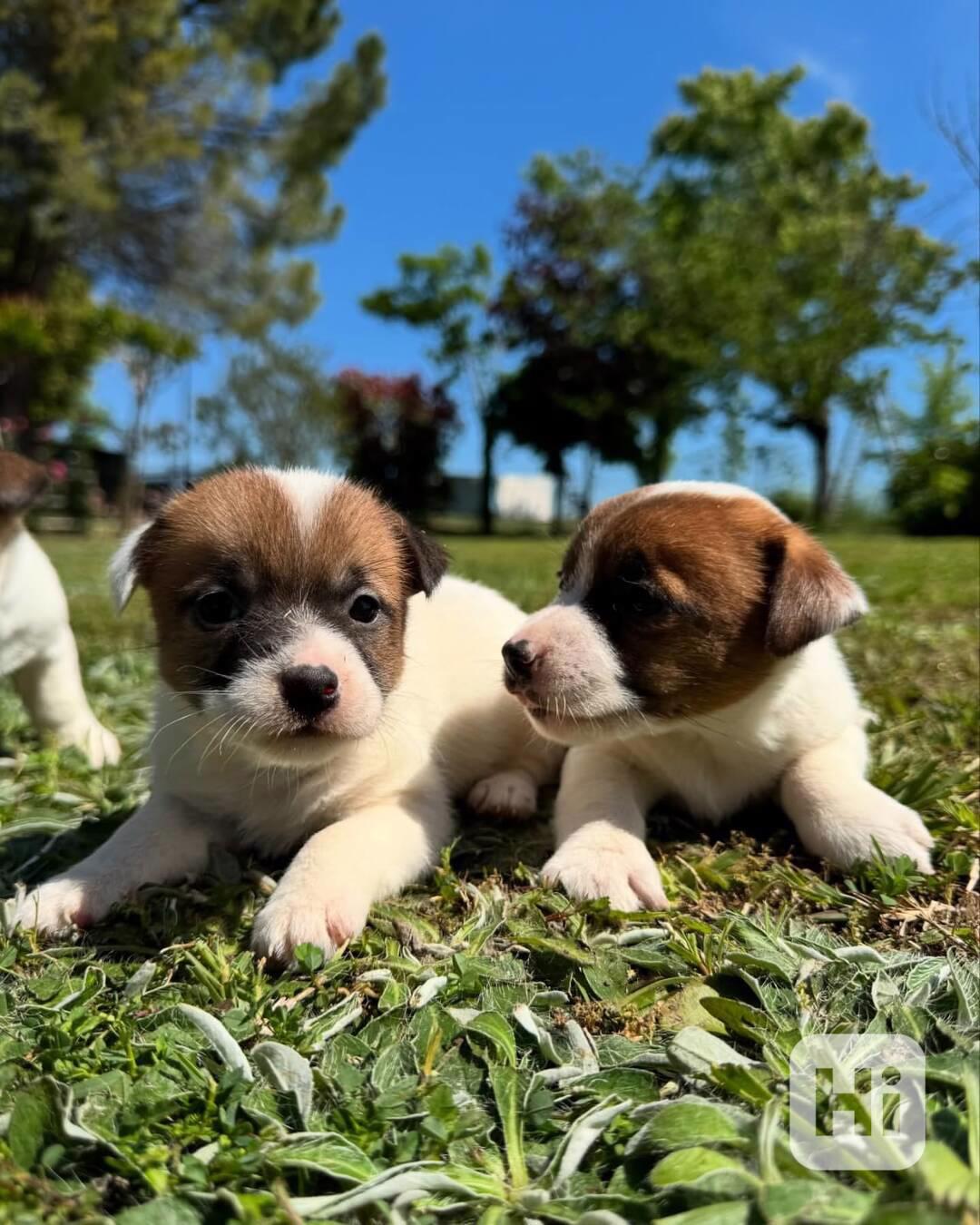 🌟🐶 Úžasná štěňata Jack Russell teriéra - foto 1