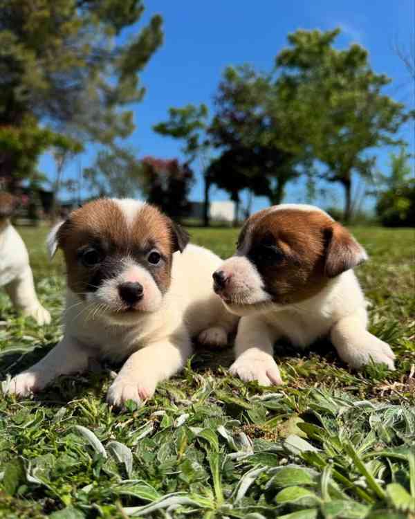 🌟🐶 Úžasná štěňata Jack Russell teriéra - foto 1